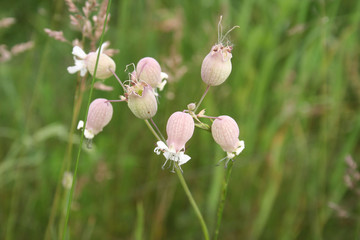 Bladder campion flowers on plant in the meadow. Silene vulgaris plant in bloom in springtime