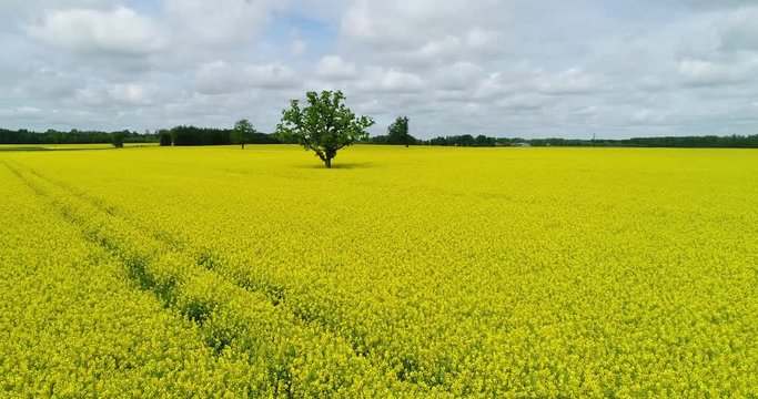 Oilseed rape, rapeseed field with oak tree flyby