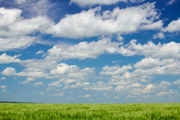 Obraz premium Green wheaten sprouts in the field and cloudy sky. Bright spring landscape.