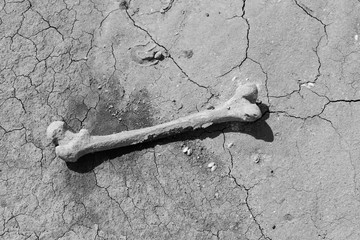 The femur of a man on the bank of a dried river monochrome