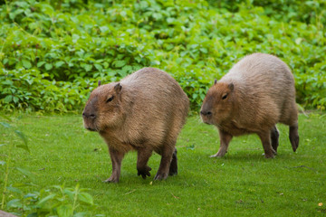 Two capybaras go on a green meadow. giant south american rodents