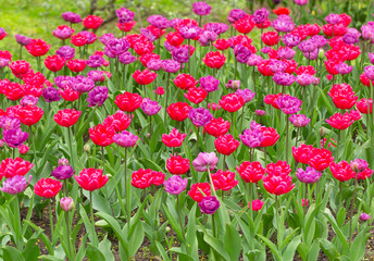 Tulip. Closeup view of fresh beautiful tulips on field, space for text. Blooming spring flowers. Selective focus