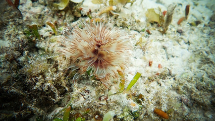 Fototapeta na wymiar Beautiful coral reefs, diving, underwater photography