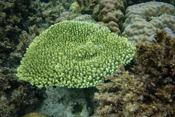 Beautiful coral reefs, diving, underwater photography