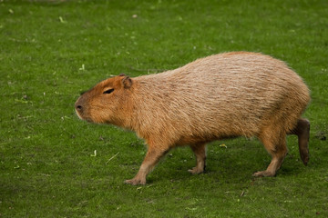 Thick capybaras go on a green meadow, grass. giant south american rodent