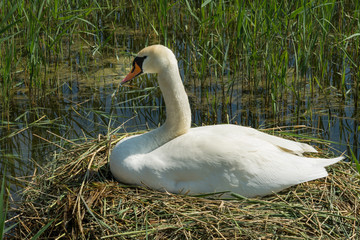 Brütender Schwan