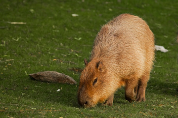 Thick capybaras go on a green meadow, grass. giant south american rodent