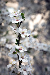 Beautiful white flowers of an apple tree in spring. Blossom on an apple tree.
