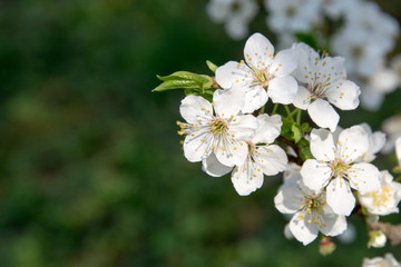 Beautiful white flowers of an apple tree in spring. Blossom on an apple tree.