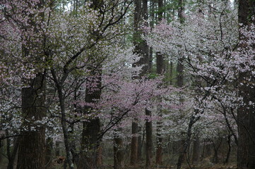 Fototapeta premium さくら
