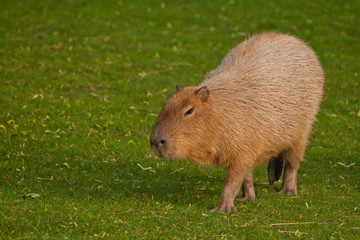 A capybara on an green lawn of green grass, a large Latin American rodent from the Amazon jungle is important for walking.