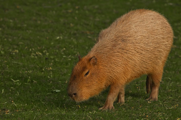 A capybara on an green lawn of green grass, a large Latin American rodent from the Amazon jungle is important for walking.