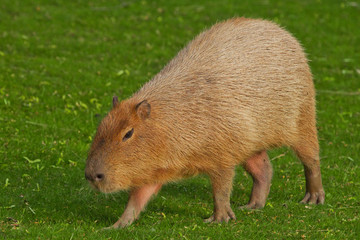 A capybara on an green lawn of green grass, a large Latin American rodent from the Amazon jungle is important for walking.