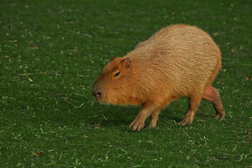 A capybara on an green lawn of green grass, a large Latin American rodent from the Amazon jungle is important for walking.