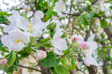 Blooming apple tree in the courtyard in a sunny spring day