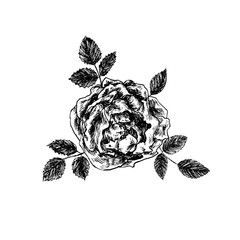 Rose flower, leaves and blossom top view, hand drawn doodle, sketch, black and white vector illustration