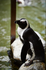 Penguins on the rock at zoo