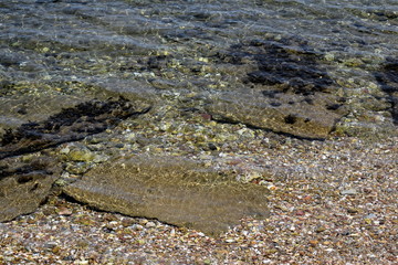 algae on beach