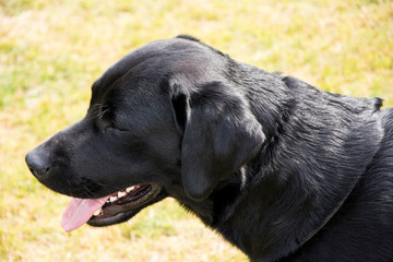 Czarny labrador