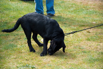 Czarny mały uparty labrador