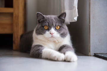 Cute british shorthair, indoor shot