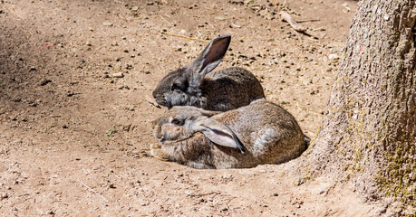 Young wild rabbit feeding on cut grass.