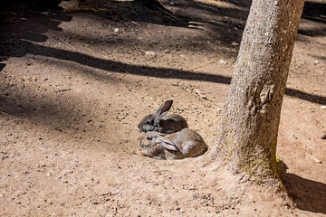 Young wild rabbit feeding on cut grass.