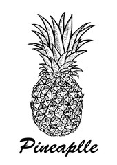 hand drawn pineapple. Exotic tropical fruit drawings isolated on white background. Botanical illustration of fruits.