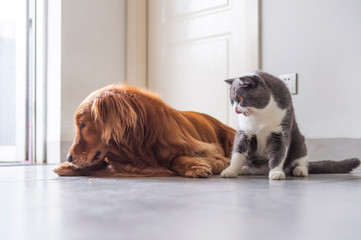 British shorthair and golden retriever, indoor shot