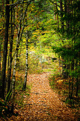 Narrow path in the woods in a autumn landscape