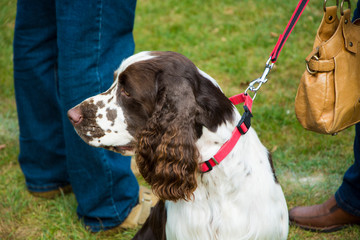 Springer spaniel angielski