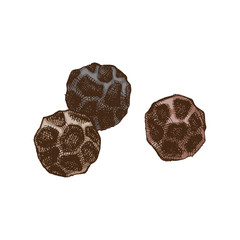 Black pepper sketch