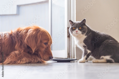 British Shorthair And Golden Retriever Indoor Shot Stock Photo