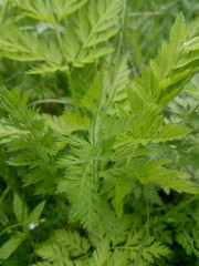 Young green leaves of wild grass in a meadow