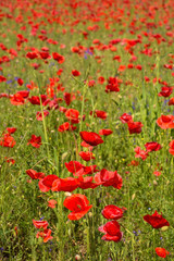 Wild red poppies growing in a fallow field in north east Italy.