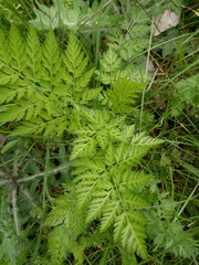 Bright green grass growing in the meadow