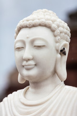 Moth on an ear of marble head of a Buddha