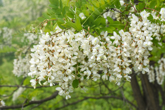 Acacia flower. Branch of white acacia blooming in spring