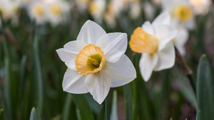 daffodils