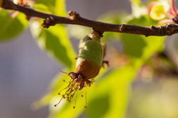 The ovary of the fruit apricot. Fruit development, initial phase. Green apricot ovary.	