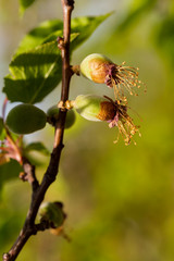 The ovary of the fruit apricot. Fruit development, initial phase. Green apricot ovary.	