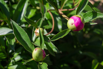 unopened Bud of peony in the garden