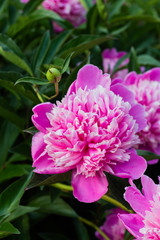 Obraz premium Pink beautiful peonies blooming, spring background
