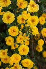 yellow wild rose bush in bloom. Vertical view