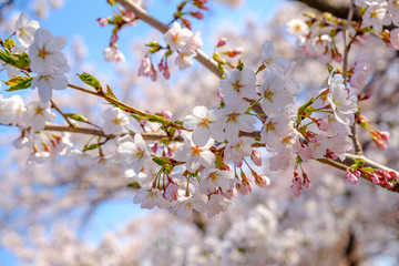 Cherry Blossom with Soft focus, Sakura season in  japan ,Background