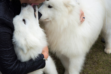 Pies liże właścicielke © Heroc