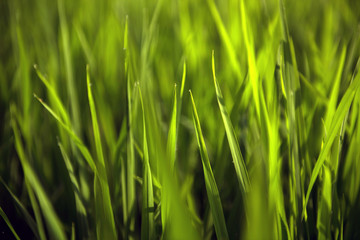Rice on field. Green leaves background