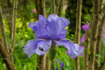 A blue iris growing in a garden in north east Italy. The flower is wet from recent rain