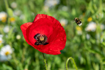 Close-up of blossoming red poppy surrounded by buds and bees