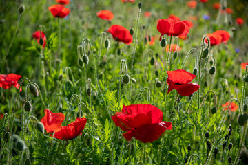 Close-up of blossoming red poppy surrounded by buds and bees